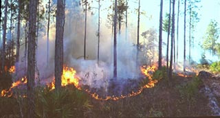 Controlled burn