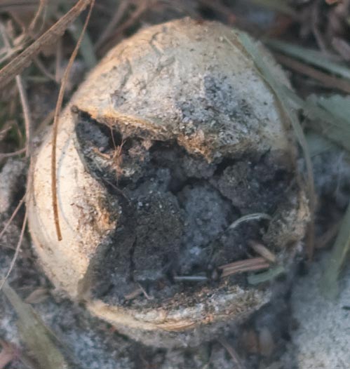 earthball