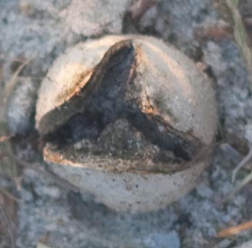 earthball