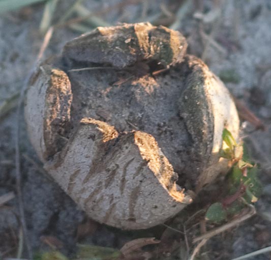 earthball
