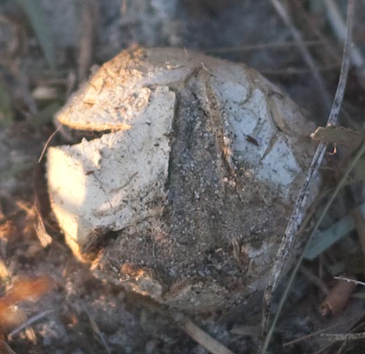 earthball, split