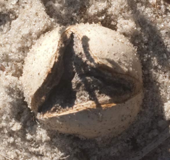 earthball