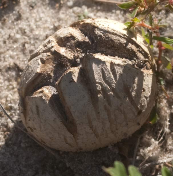 earthball