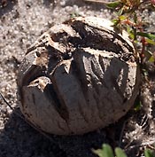 earthball, 2009