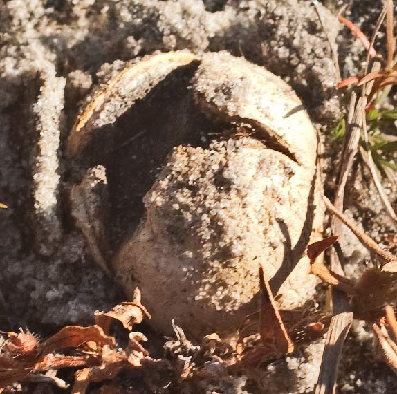earthball