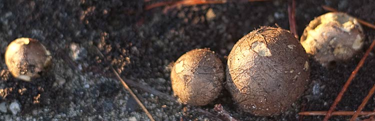 earthballs