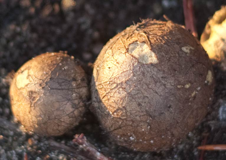 earthballs