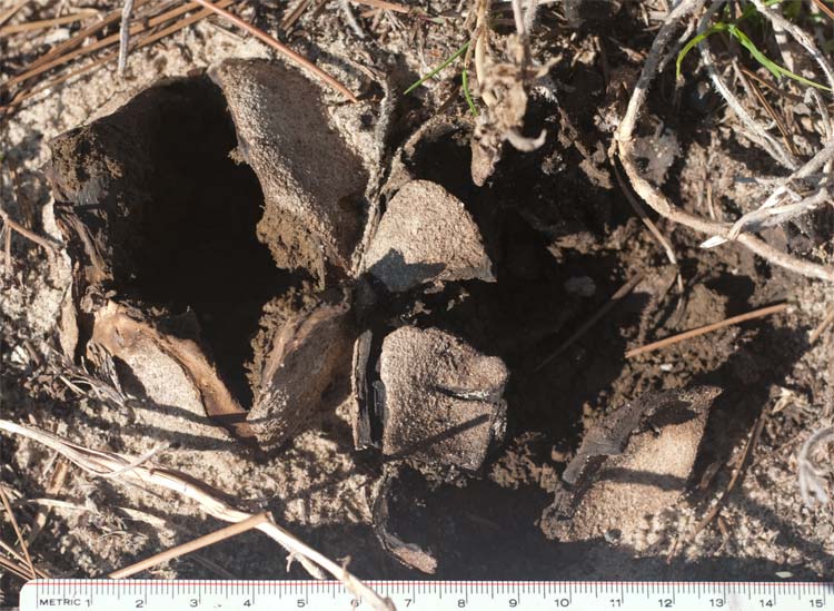 two earthballs, Dec. 26, 2010