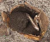 earthball with broken tops