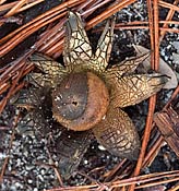 earthstar near WaterSound