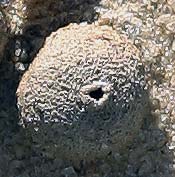puffball puffball