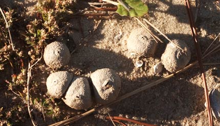 puffballs