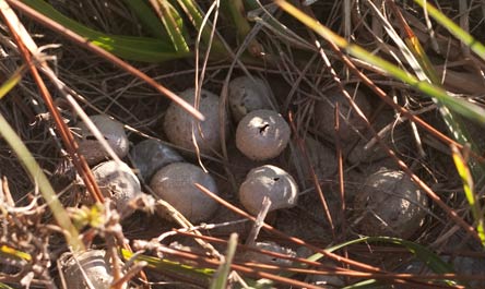puffballs