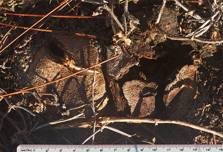 two large earthballs