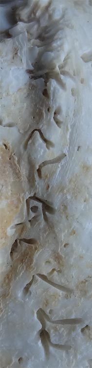 shell inscription