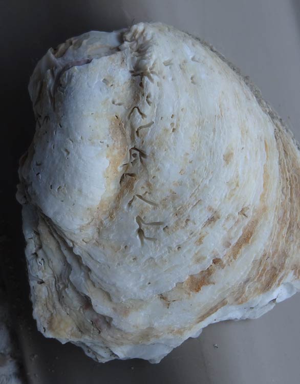 inscribed shell exterior