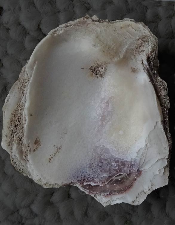 inscribed shell interior