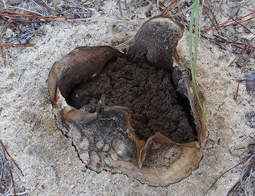 4" earthball