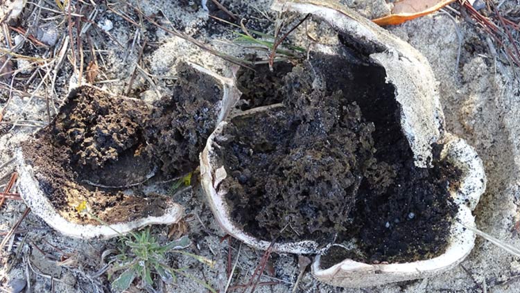 broken earthball from 30A