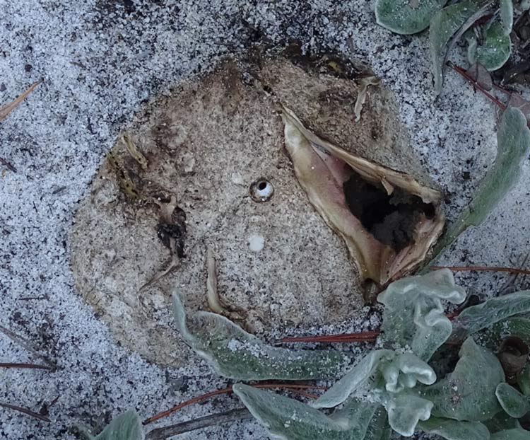 earthstar with skewed opening