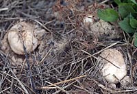 4-5-6 Seagrove earthballs