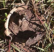 earthball