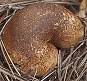 fungus