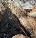 earthball with bug