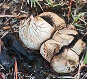 earthball and black rubbery ground cover