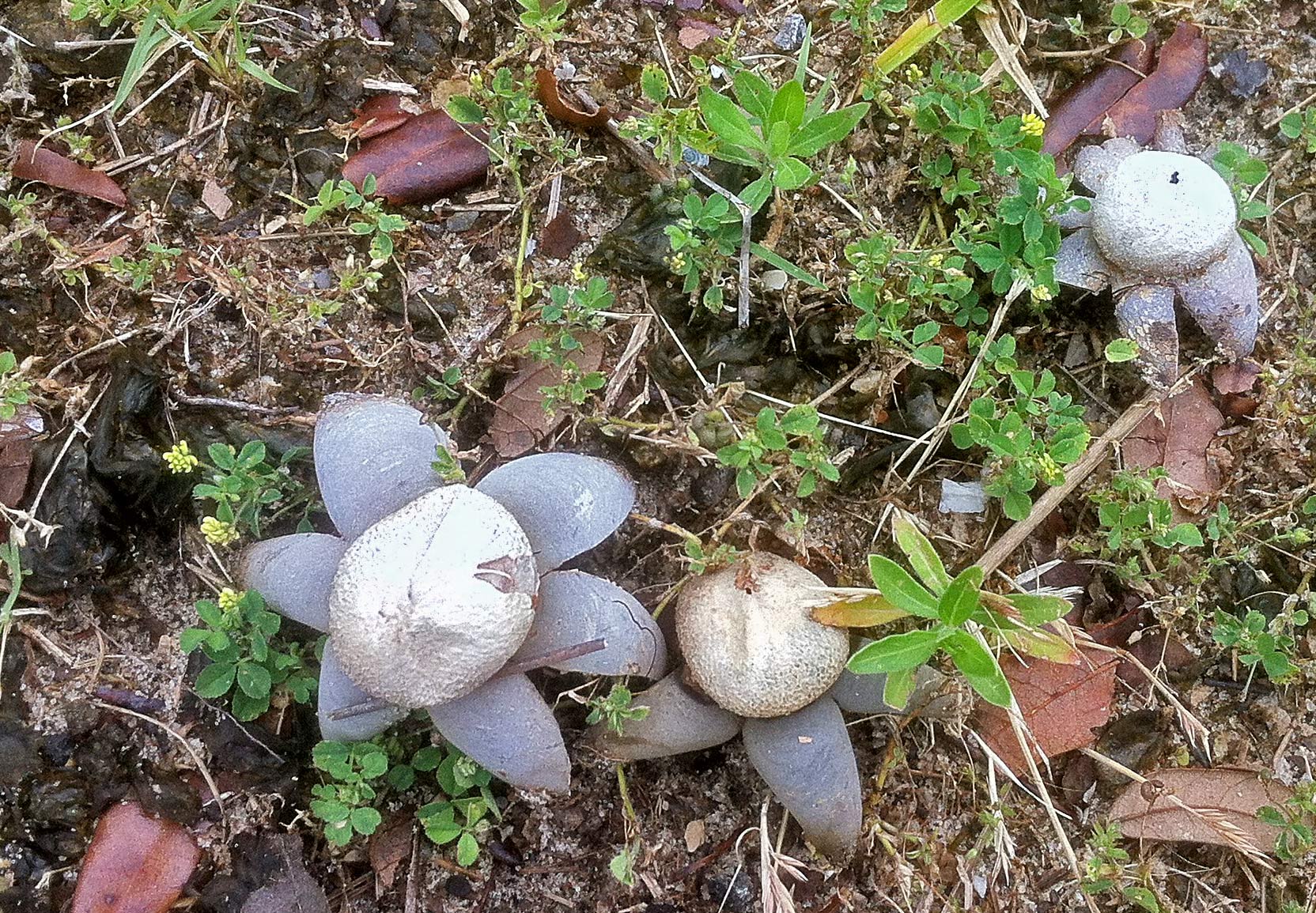 earthstars in April
