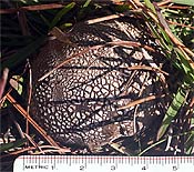crusty earthball