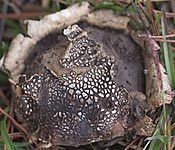 earthball update