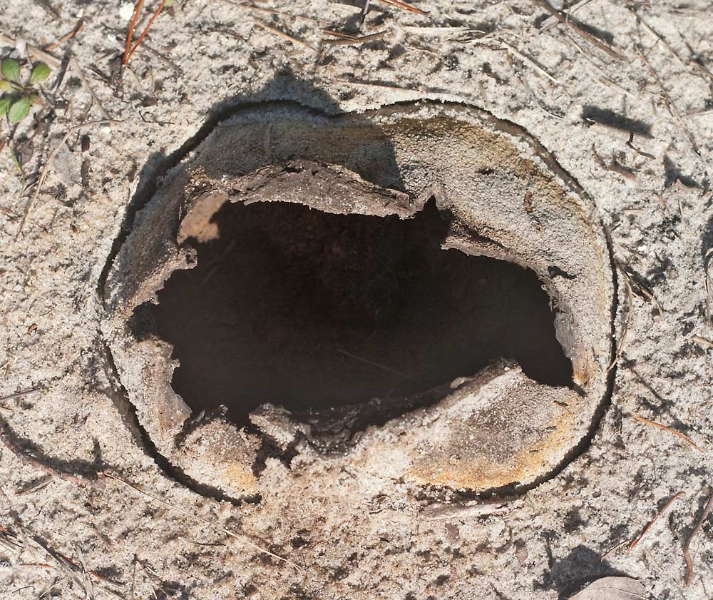 excavation, top