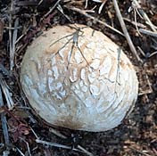 earthball riser