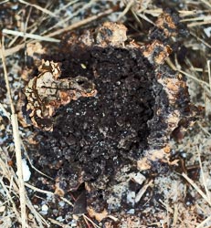 earthball 3