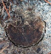 fungus asserting
