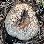 earthball split