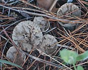unpuffed