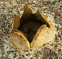 earthball