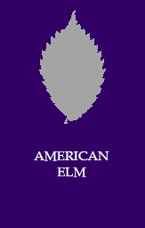 American elm