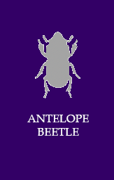 Antelope beetle