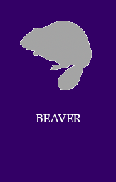 Beaver