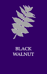 Black walnut