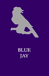 Blue jay