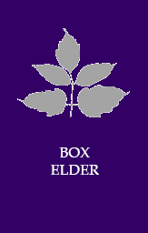 Box elder