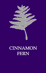 Cinnamon fern