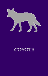 Coyote