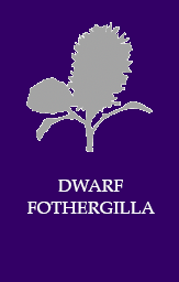 Dwarf fothergila