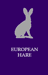 European hare