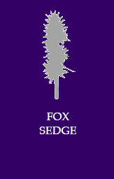 Fox sedge